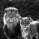 𝚝𝚎𝚊𝚛𝚜 𝚘𝚏 𝚠𝚑𝚊𝚕𝚎𝚜