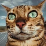 Запости кота флуд