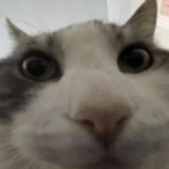 ЕРМАКОВа чат