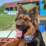 Лоты от Рифки