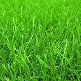 Газон Хиггса