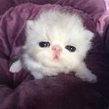 mourning in the morning