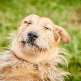 sobaki_priuta_nekrasovka чат