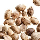 Cannabis strains & seedbanks