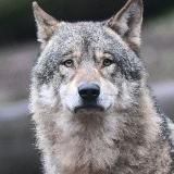 Елкин карикатуры