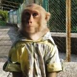 чатек монке 1337