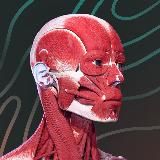 Easy Anatomy – мобильное приложение по анатомии