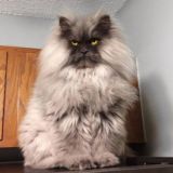 Смешные животные