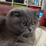 🔥Кот АрхиМем🔥