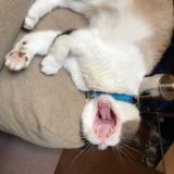 Мемерандум