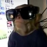 Monkey Meme Corporation 🖤