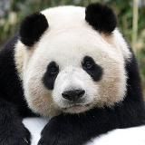 Крепкие колокольчики