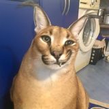 ромеро ганг