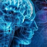 Нейрофизиология - все необходимое для изучения