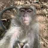 Обезьянки Гиф🙈