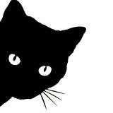 Коты Котята Котики