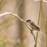 Лучше сова в бинокле, чем кряква на фото