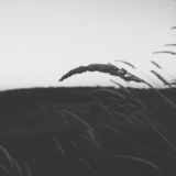 записки из метро́полиса