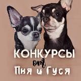 Конкурсы от пня и гуся🐾