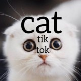 Котики ТикТока