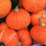 Тыквенная грядка 🎃🧡