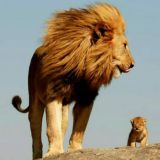 Хар турдаги хайвонлар