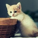 🐾ɸ૦੮૦ κ૦ਘ૯κ🐾