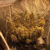 Господский движ🍀🧑🏼🌾