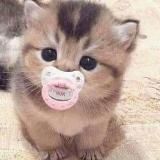 Крошечные и очень милые котята 🐱