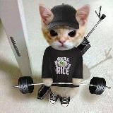 Агрессивные котяры