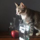 Цветы и котики