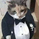 Пикчи с котанами