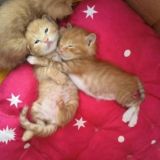 Курортная Зона Олимп