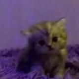 ꒰ ˗ˋ🩰ʍяⲧныū ч𐐼ū.. ˊ˗ ꒱