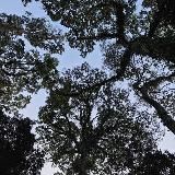 •✨🌲Ⲡⲗⲉⲙя Ⲧⲗⲉюⳃυⲭ Ⲥⲟⲥⲉⲏ🌲🫐•