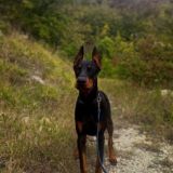 Коментарии doberman King