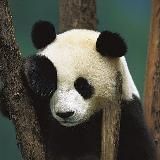 BeerPanda. Органично недоразвитый DevOps