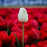 HAYOT_SENSIZ_GOʻZAL