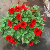 Любушкины цветы