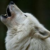 Pain (I funghi esistono solo il fine settimana)