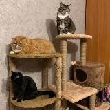 Три котЭ