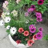 🌺 Волшебный цветок 🌺