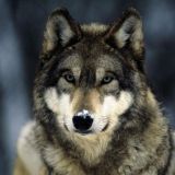 Эпоха волка-Чат болталка.