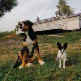 Папийоны и Гросс ♾️ Double Fortune