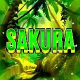 ᴠɪᴛᴀʟ𓆩 𓆪sᴀᴋᴜʀᴀ