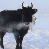 ГКП РС(Я) "Якутский скот"