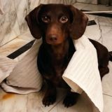 Канал имени Бебрика и Чипыжика