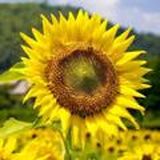 Вексельное право