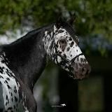 Канал О Лошадях 🍂❤