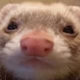 Халявный Бума 😁